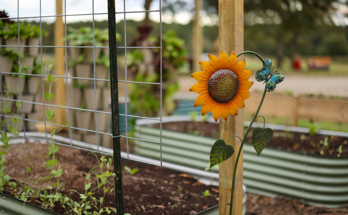 greenhouse-for-backyard