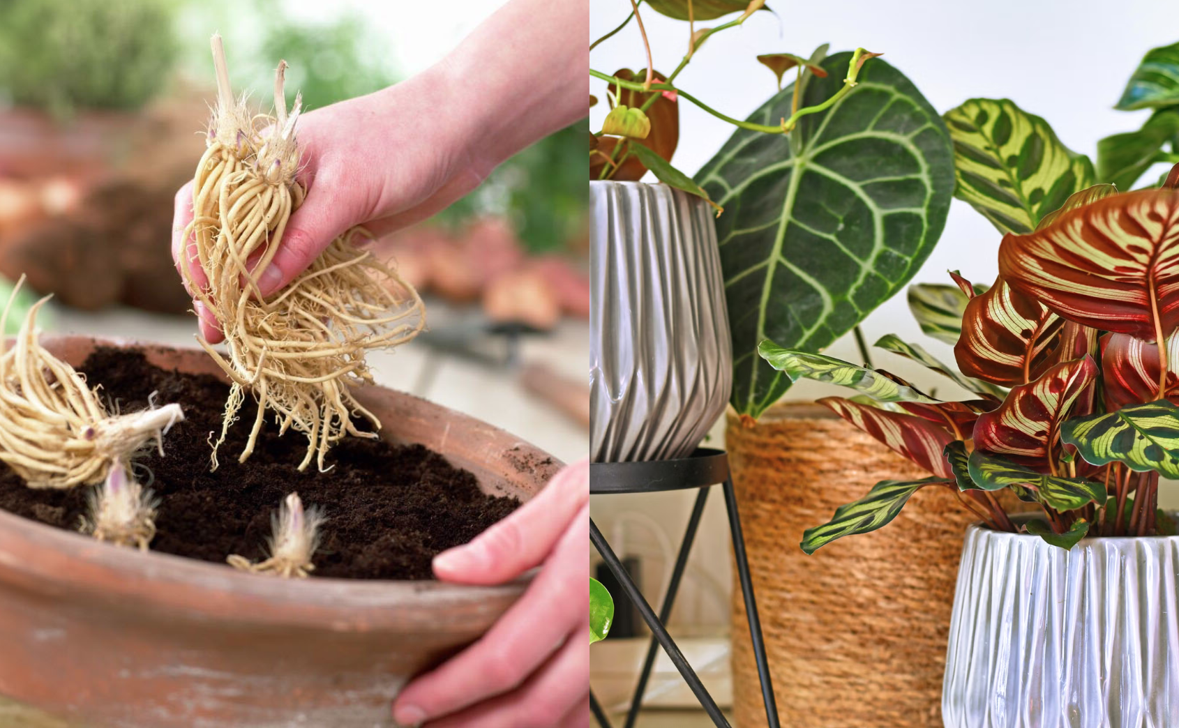 Bare-Root vs. Potted Plants: Which One Should You Choose?